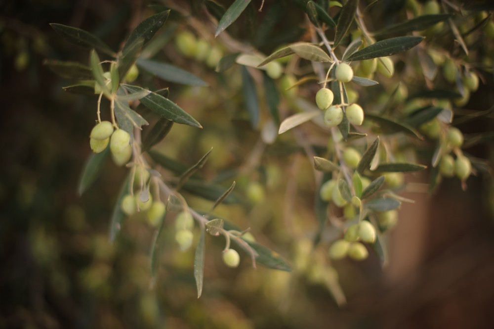 Olives, Crete